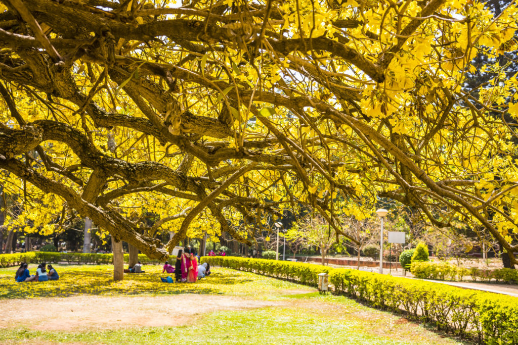 The Cubbon Park of Bangalore